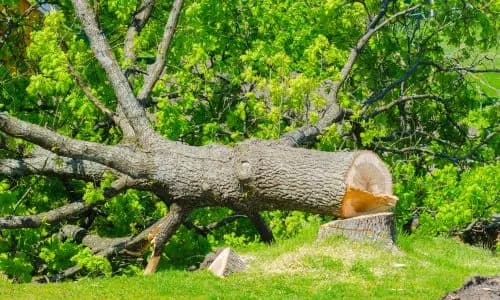 Tree Trimming service in Cape Town