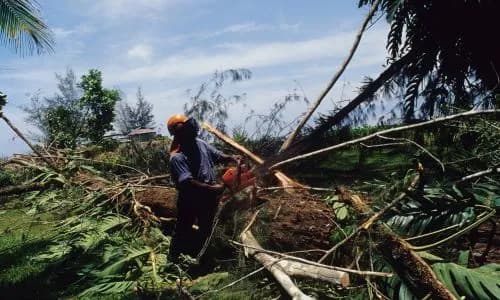 Tree Felling service in Cape Town
