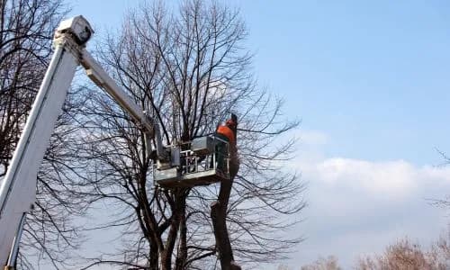 Tree Pruning service in Cape Town