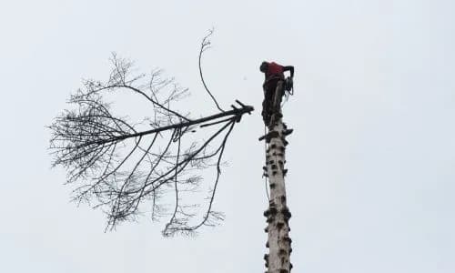 Comprehensive tree services provided by our team