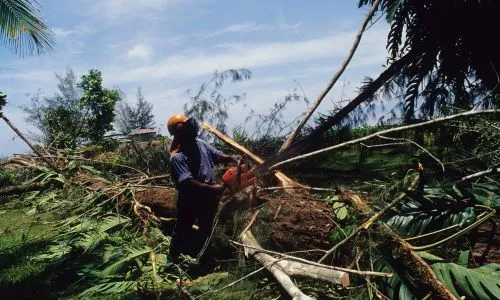 Patrick S Ncube Tree Felling team providing emergency tree removal and storm cleanup services in Cape Town