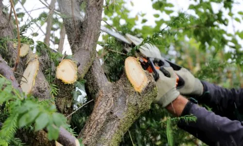 Patrick S Ncube Tree Felling - professional tree removal and land clearing services in Cape Town